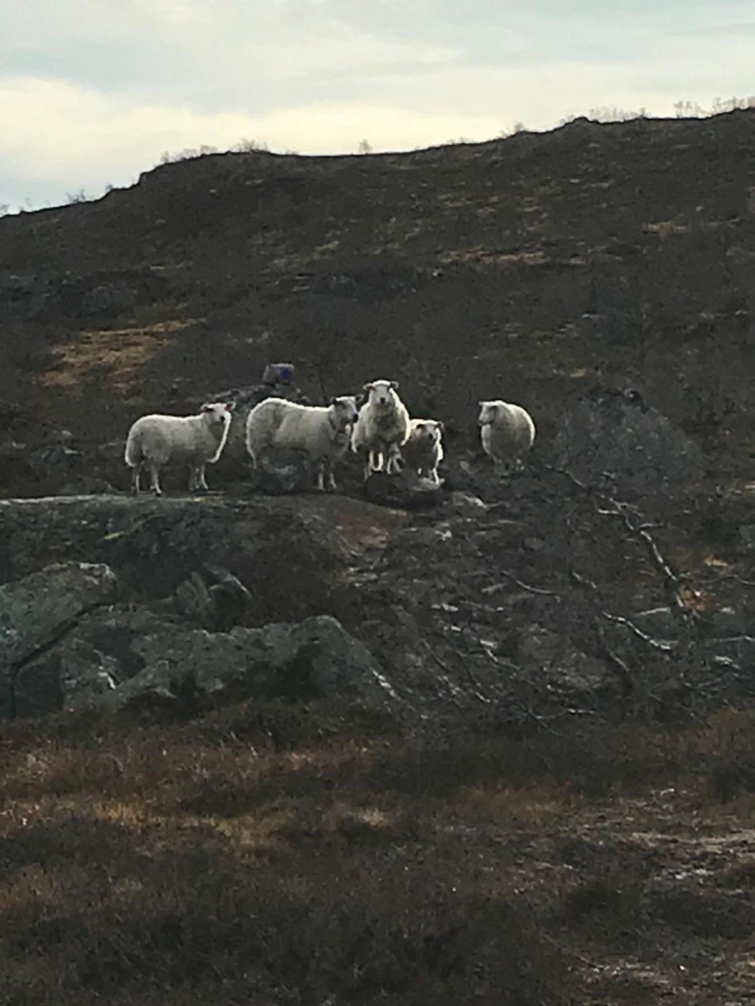 Remestoylflotti Hyttegrend * Hovden (Aust-Agder)
